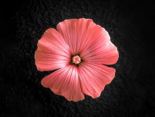 Studio shot of flower on a black background. Macro shoot.