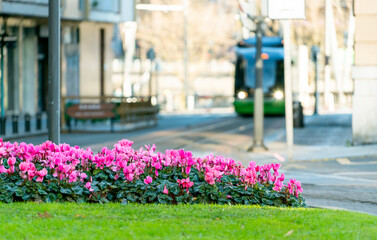 Selective focus pink flowers in garden on traffic island and blur city tram runs on tramway track on public urban street. Modern transport in Europe. Electric vehicle. Green transport. Smart City.