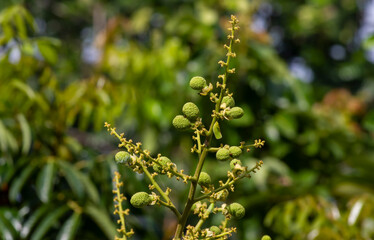 Longan flowers and young fruits (Dimocarpus longan), shallow focus
