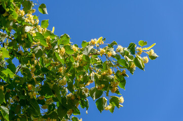 Linden flowers, Deliciously fragrant linden trees perfume the air in early summer, beckoning us to...