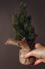 Small decorative Christmas tree in the hand of a girl. Christmas tree on gray background