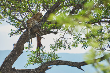 leopard, Panthera pardus, on a tree with its prey