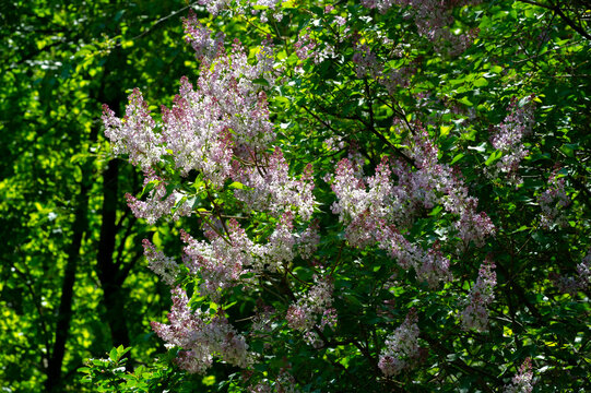 Lilac a Eurasian shrub or small tree of the olive family, that has fragrant violet, pink, or white blossoms and is widely cultivated as an ornamental.