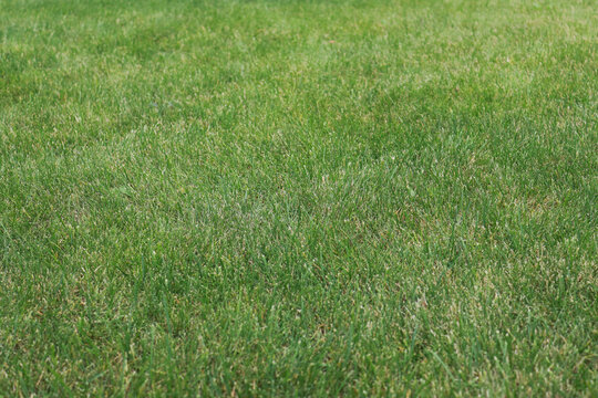 Grass. Photo of a lawn in perspective