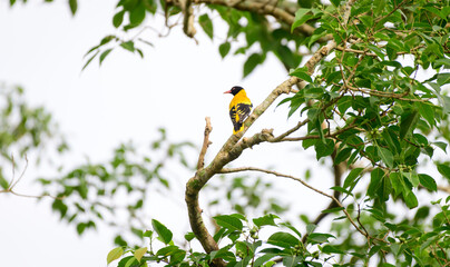 Black-hooded Oriole (Oriolus Xanthornus) perch on a banyan tree branch in Sri Lanka.