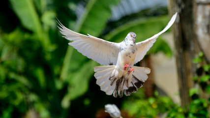 A beautiful white pigeon in flight, landing photo, spread wings close up.