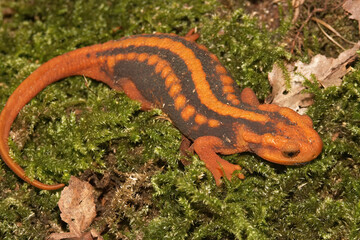 Closeup on a colorful orange adult Mandarain newt, Tylototriton shanjing, a threatened salamander species