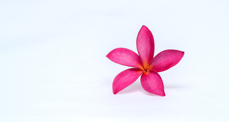 Pink Frangipani flower isolated close-up photo, great for banner or card background. copy space for adding texts.