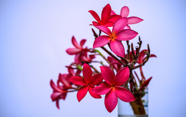 Freshly picked Pink frangipani flower bouquet in a water glass,