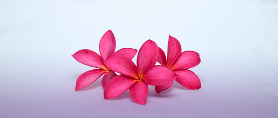 3 Pink Frangipani flowers close up, great for banner or card background. copy space for adding texts.