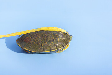 a centimeter Measures a turtle that is hidden in a shell. on a blue background