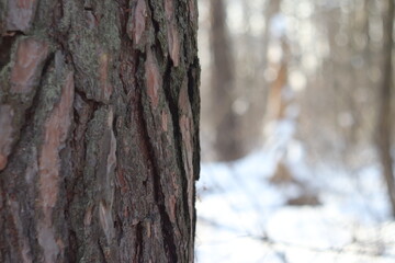 A pine trunk and a blurred background behind it. Winter