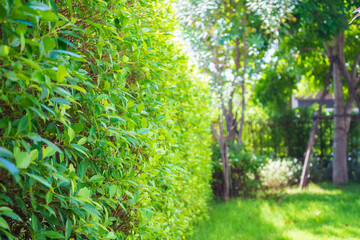 Beautiful green garden outside the house
