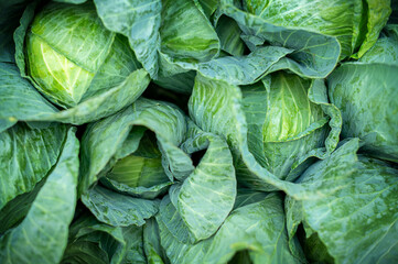 Fototapeta premium Fresh Cabbage at the Frarmer's Market