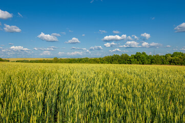  Summer photo. Wheat is a grass widely cultivated for its seed, a cereal grain which is a worldwide...