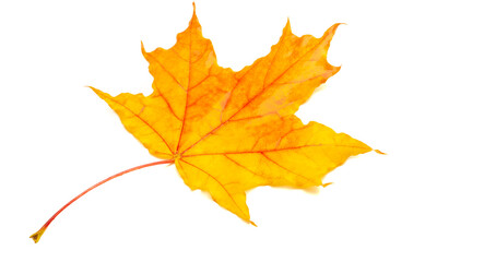 Autumn sketch with maple leaves, yellow red orange colors of leaves, photograph isolated on white background