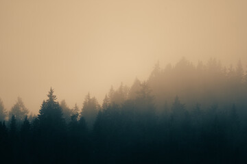 fog in the forest during sunrise