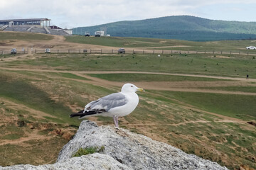 Fototapeta premium Lonely seagull on a rock