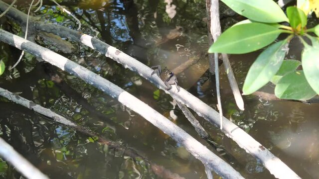 Meder's mangrove crab ( Sesarma mederi ) on mangrove roots in the flooded mud at  Pranburi Forest Park,  Natural water flow, Thailand