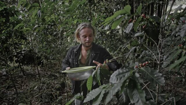 Coffee Farmer Picking Coffee Beans Cherries