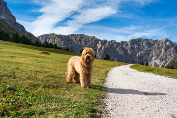 hiking with dog in the dolomites mountains on a sunny day