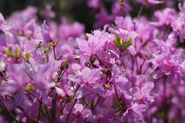 Naklejka premium Blooming bright colorful flowers. Summer bloom. White-pink flowers