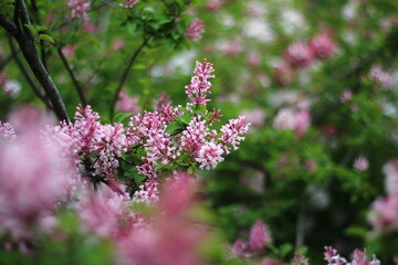 Fototapeta premium Blooming lilac. Purple colorful flowers.