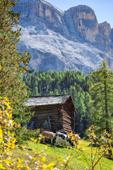 cows in front of wodden barn in the dolomites mountains
