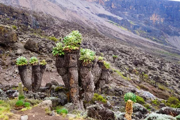 Foto auf Acrylglas Kilimandscharo Vegetation of Kilimanjaro. Mountain and green area views