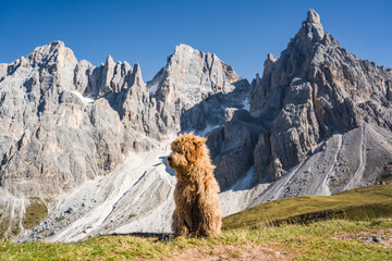 dog sitting in front of pale di san martino mountains in the dolomites
