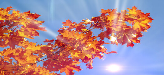 Autumn landscape, Beautiful autumn landscapes of colorful fire maple foliage and a red carpet of fallen leaves.