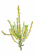 Small bush blooming with yellow flowers - 3D render