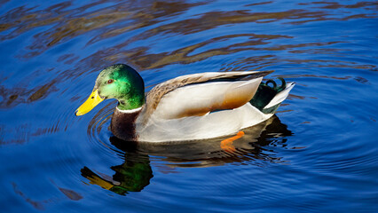 Mallard Duck in close-up in Etherow Country Park