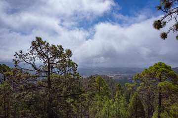 Fototapeta na wymiar View from the slope to large pine trees and blue sky with large clouds in Tenerife