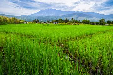 .View of paddy fields on a cloudy morning with hills and Mount Kinabalu in the background. Paddy in the period to mature, greenish color.