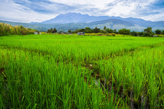 .View of paddy fields on a cloudy morning with hills and Mount Kinabalu in the background. Paddy in the period to mature, greenish color.