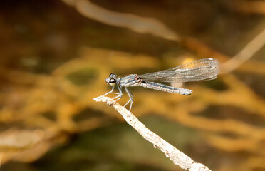 Female Southern Heliodor Damselfly, Libellago indica, Sindhudurg, Maharashtra, India