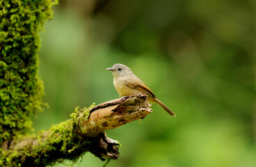 Brown Cheeked Fulvetta, Alcippe poioicephala, Ganeshgudi, Karnataka, India