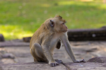 Fototapeta premium Macaque monkey in Angkor complex, Cambodia