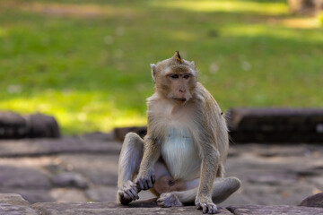 Macaque monkey in Angkor complex, Cambodia