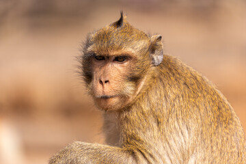 Macaque monkey in Angkor complex, Cambodia