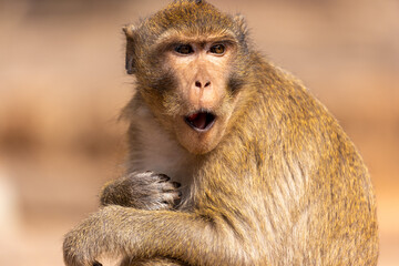 Macaque monkey in Angkor complex, Cambodia