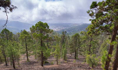 View from the slope to large pine trees and blue sky with large clouds in Tenerife