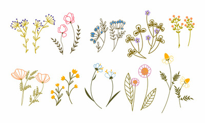 Colored line art flower set. Doodle style field and meadow plants. Floristic collection of wild flowers.