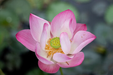 Obraz na płótnie Canvas lotus flower in the garden