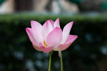 Fototapeta premium pink lotus flower