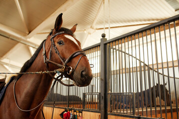 Fototapeta premium Brown stallion head looking out of his stable