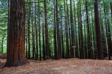 Secuoia forest Cabezon de la Sal