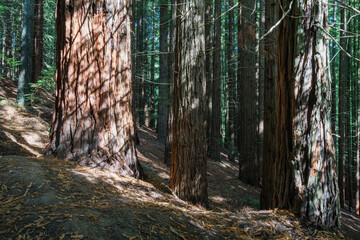 Obraz premium Secuoia forest Cabezon de la Sal