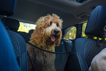 happy golden doodle dog sitting in the back of the car - Powered by Adobe